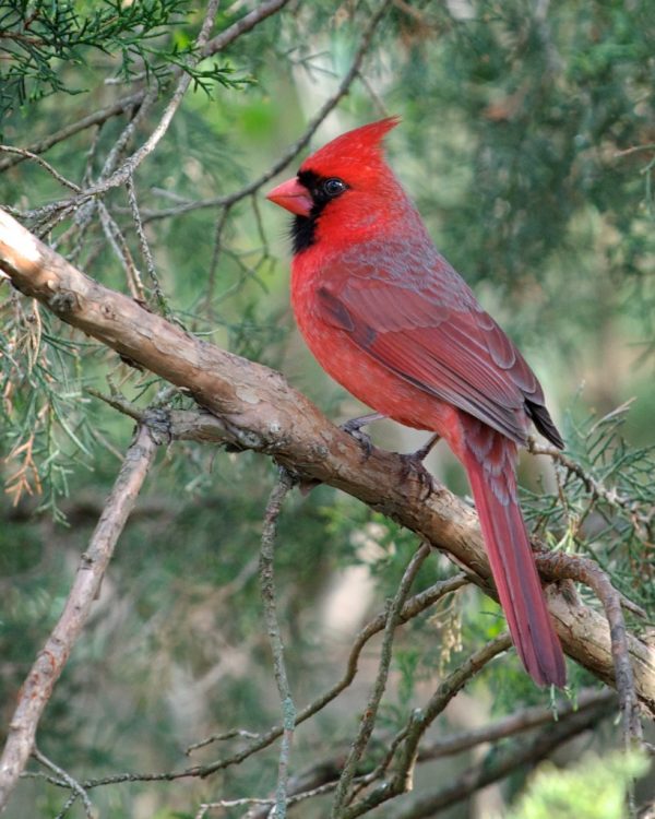 Top 13 Pretty Birds In The World North Cardinal3 | Birds