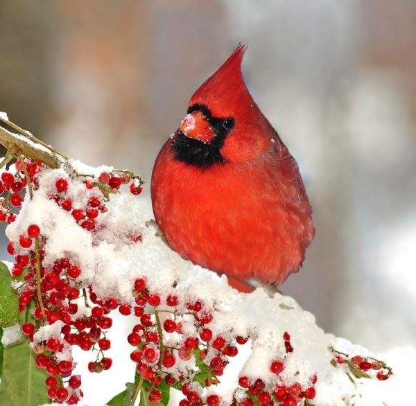 Top 13 Pretty Birds In The World North Cardinal4 | Birds