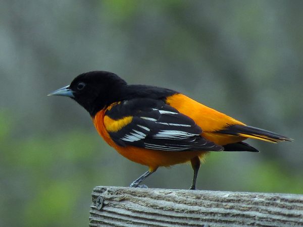 Top 13 Pretty Birds In The World Northern Oriole | Birds