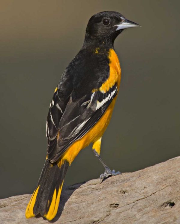 Top 13 Pretty Birds In The World Northern Oriole2 | Birds