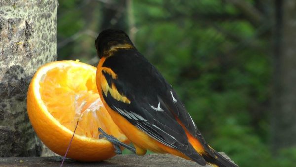Top 13 Pretty Birds In The World Northern Oriole4 | Birds