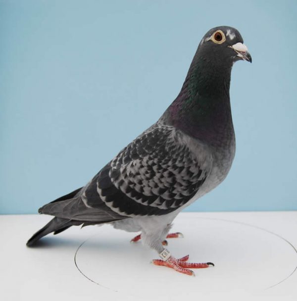 Racing Pigeons2 Racing Pigeons2 |