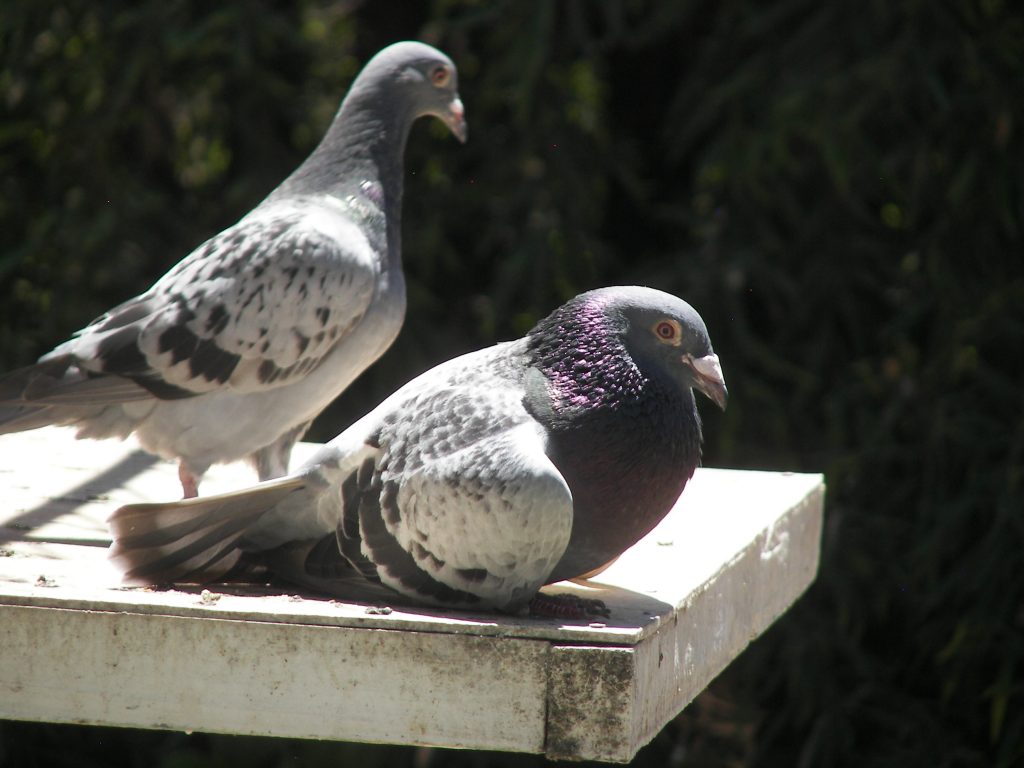 Top 10 Expensive Birds With an intriguing Amalgam of Colors Racing Pigeons3 | Birds