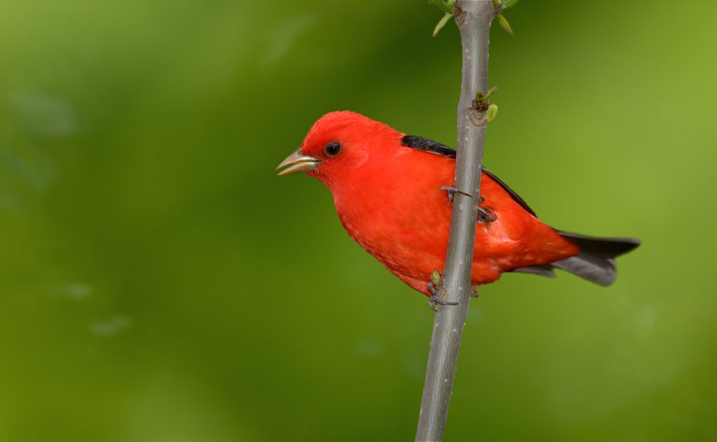 Top 10 Expensive Birds With an intriguing Amalgam of Colors Scarlet Tanager1 | Birds