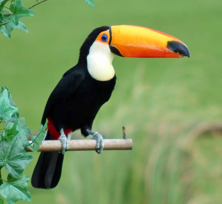 Top 10 Expensive Birds With an intriguing Amalgam of Colors Toucan1 | Birds