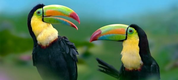 Toucan2 Toucan2 |