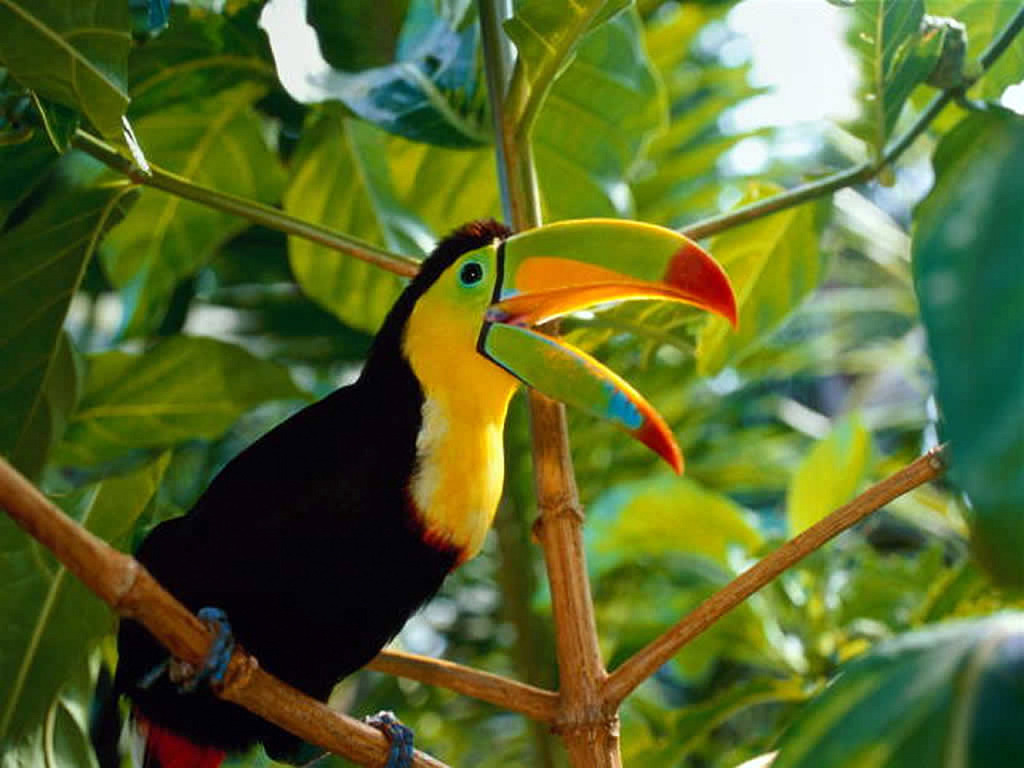 Top 10 Expensive Birds With an intriguing Amalgam of Colors Toucan4 | Birds