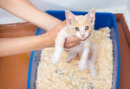 Solving The Problem Of Cat Peeing Outside The Litter Box cat litter | Behaviour & Training