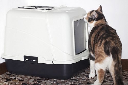 Eric recommends Cats peeing in front of box Kenyetta recommend Wet orgasm pics