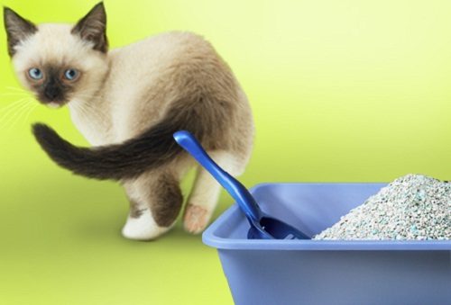 Solving The Problem Of Cat Peeing Outside The Litter Box cat peeing outside the litter box 01 | Behaviour & Training