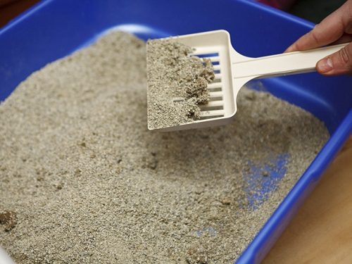 Solving The Problem Of Cat Peeing Outside The Litter Box clean the litter | Behaviour & Training