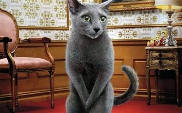 why cat peeing out side litter box 02 why cat peeing out side litter box 02 |