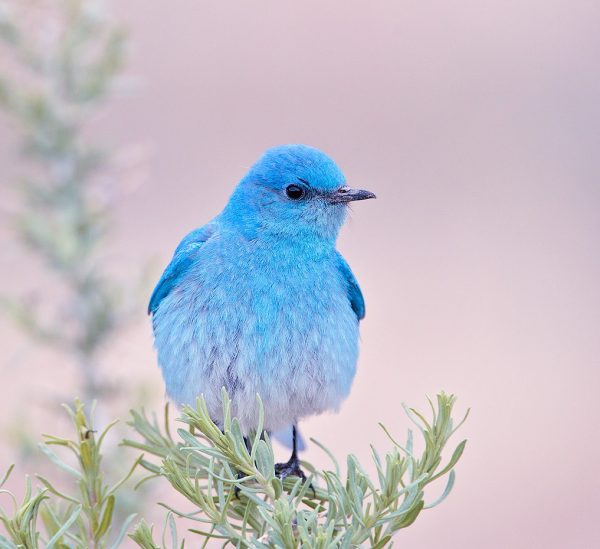 Top 10 Expensive Birds With an intriguing Amalgam of Colors Mountain Bluebird3.jpg 20 | Birds