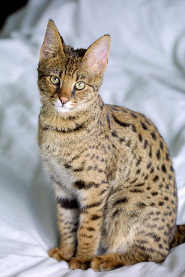 Savannah_Cat_portrait Savannah Cat portrait |