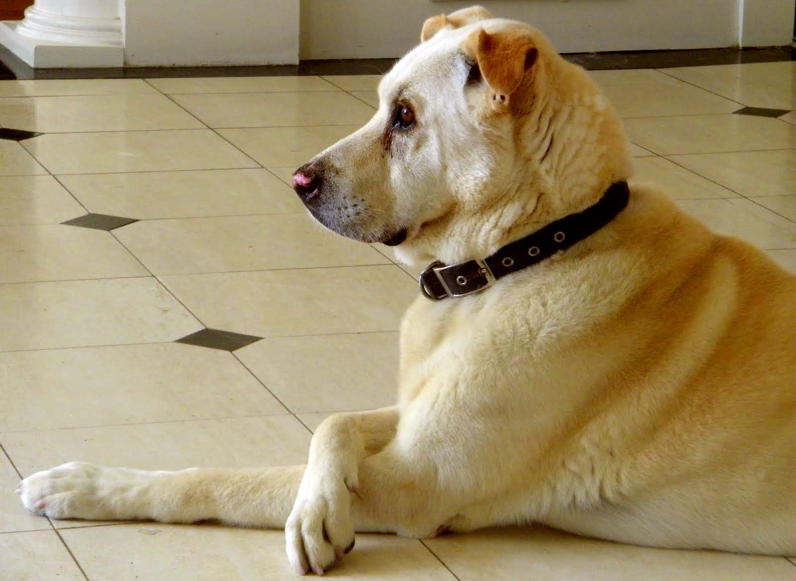 Top 10 Expensive Pets that will Make your Jaw Drops Sir Lancelot Encore | Pets