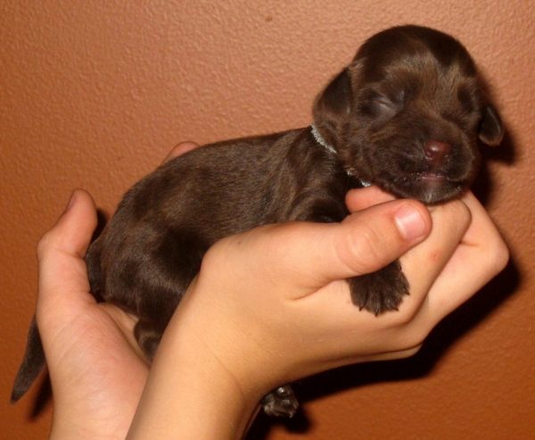 Top 10 Reasons Why Dogs Wake Up their Owners dog | Dogs