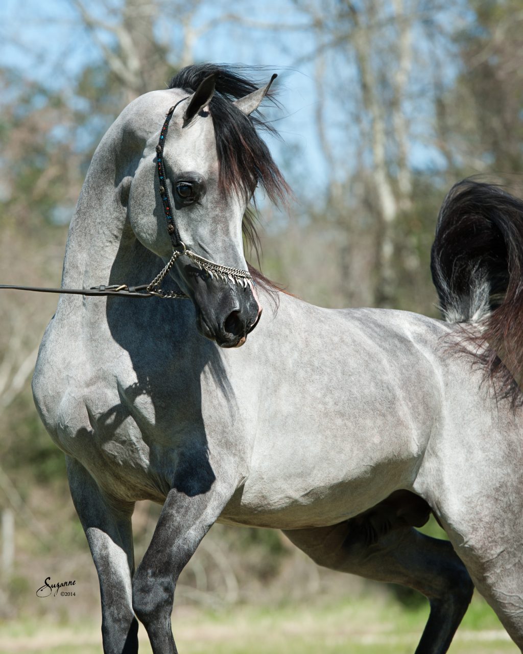 Top 10 Expensive Pets that will Make your Jaw Drops faheem lsa 0312 14 2722 | Pets