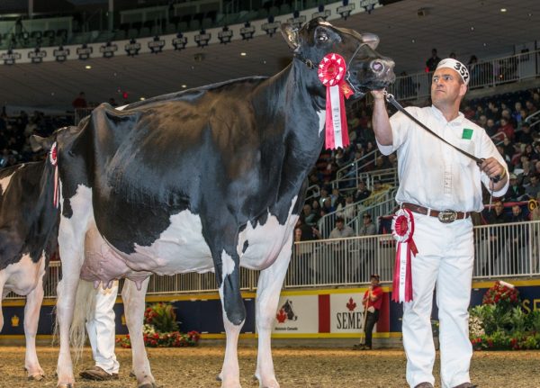 Top 10 Expensive Pets that will Make your Jaw Drops Miss Missy cow 10 | Pets