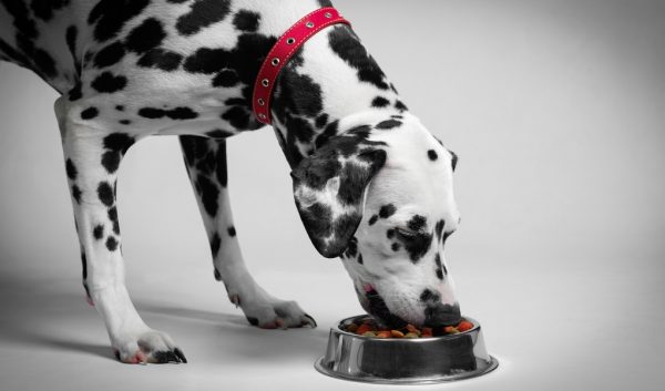 best-sensitive-stomach-dog-foods best sensitive stomach dog foods |