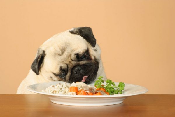 15 Things You Should Know About Your Dog 6 15 Things You Should Know About Your Dog paleo dog food diet2 | Behaviour & Training