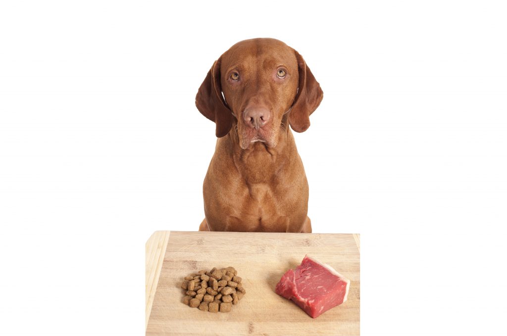 Tips How to Feed a Dog with Upset Stomach 9 Tips How to Feed a Dog with Upset Stomach raw dog food diet1 | Dogs