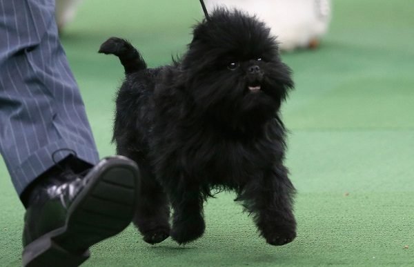 Top 15 Smallest Dog Breeds Affenpinscher 02 one of the smallest dog in the world | Dogs