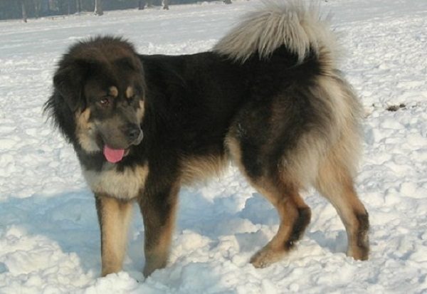Top 10 dogs that look like lions Bangar Mastiff look like lion | Dogs