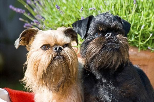 Top 15 Smallest Dog Breeds Brussels griffon2 one of the smallest dog breed in the world | Dogs