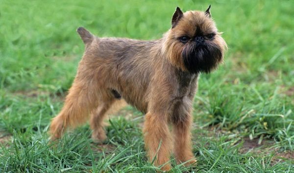 Top 15 Smallest Dog Breeds Brussels griffon3 one of yhe smallest dog breed | Dogs