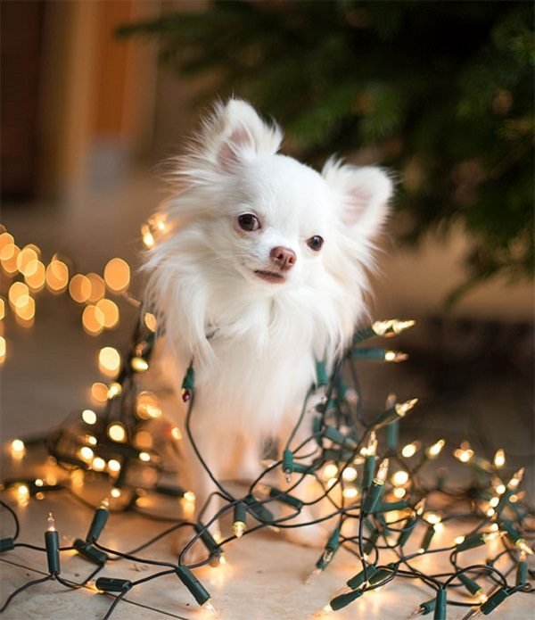 Top 15 Smallest Dog Breeds Chihuahua 4 one of the smallest dog in the world | Dogs