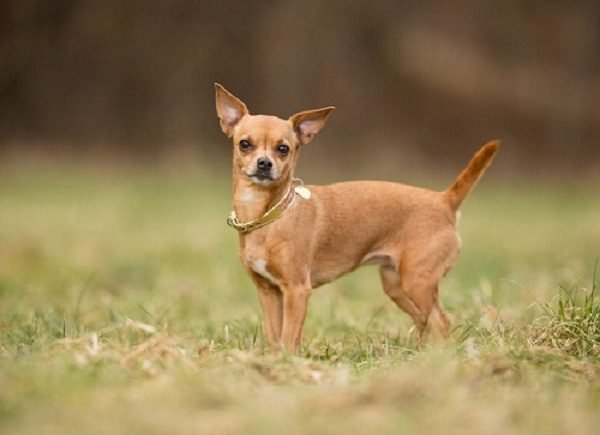 Top 15 Smallest Dog Breeds Chihuahua 88 | Dogs