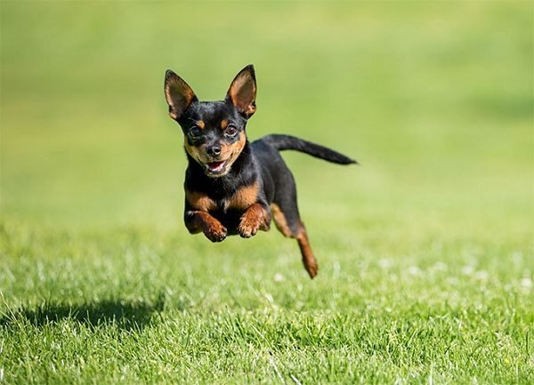 Top 15 Smallest Dog Breeds Chihuahua one of the smallest dog in the world | Dogs