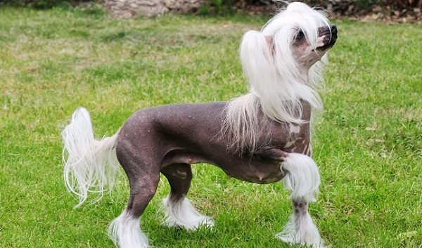 Top 15 Smallest Dog Breeds Chinese crested 01 one of the smallest dog breed | Dogs