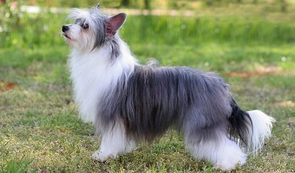 Top 15 Smallest Dog Breeds Chinese crested 02 one of the smallest dog breed | Dogs