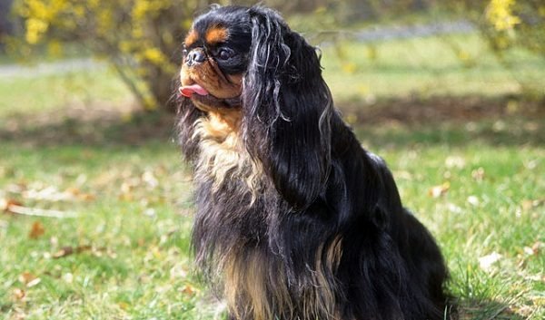 Top 15 Smallest Dog Breeds English toy spaniel 02 one of the smallest dog breed | Dogs