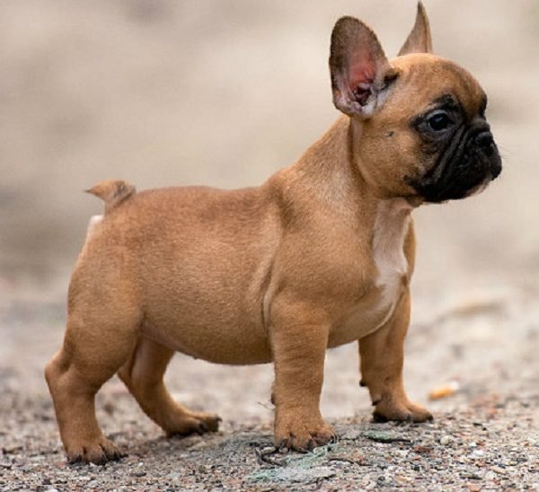 Top 15 Smallest Dog Breeds French 03 bulldog one of the smallest dog breed | Dogs