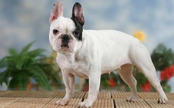 Top 15 Smallest Dog Breeds French bulldog 03one of the smallest dog breed | Dogs