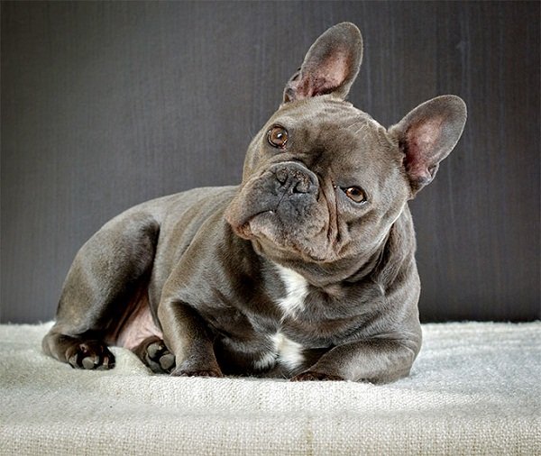 smallest french bulldog in the world