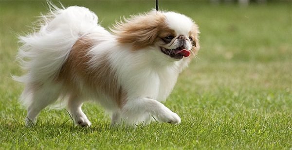Top 15 Smallest Dog Breeds Japanese Chin 04 one of the smallest dog breed in the world | Dogs