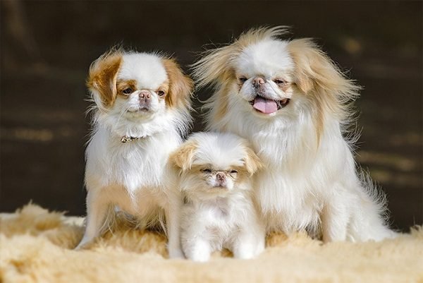 Top 15 Smallest Dog Breeds Japanese Chin 05 one of the smallest dog breed in the world | Dogs