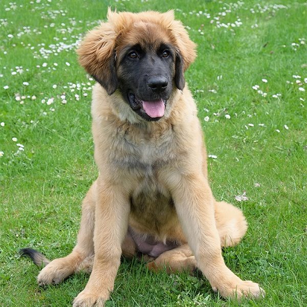 Top 10 dogs that look like lions Leonberger 01 | Dogs