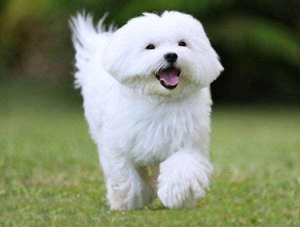 Top 15 Smallest Dog Breeds Maltese 2 one of the smallest dog breed | Dogs