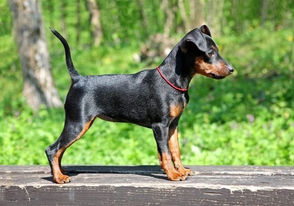 Top 15 Smallest Dog Breeds Miniature pinscher 02 one of the smallest dog breed | Dogs