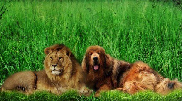 Top 10 dogs that look like lions Nepali mountain dog with lion | Dogs