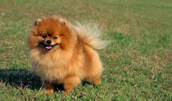 Top 15 Smallest Dog Breeds Pomeranian one of the smallest dog breed | Dogs
