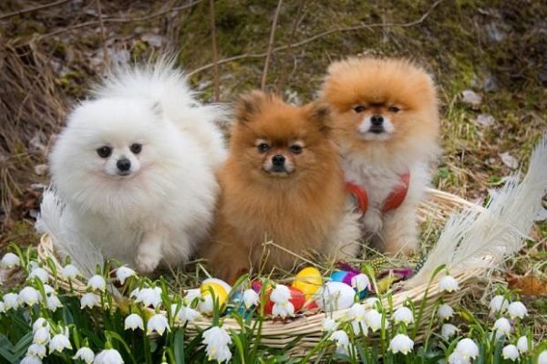 Top 15 Smallest Dog Breeds Pomeranian02 one of the smallest dog breed | Dogs