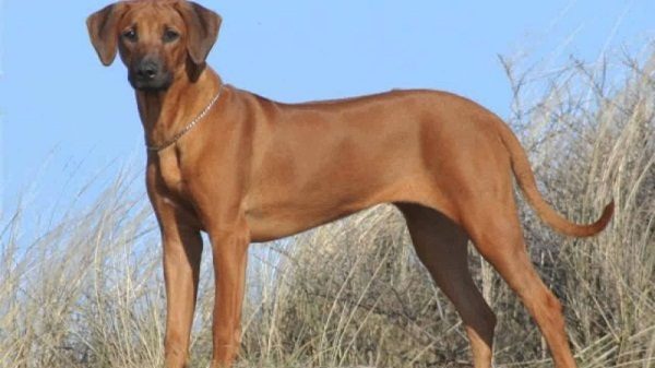 Top 10 dogs that look like lions Rhodesian Ridgeback | Dogs
