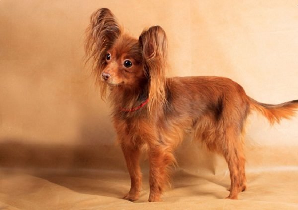 Top 15 Smallest Dog Breeds Russian toy 04 one of the smallest dog breed | Dogs