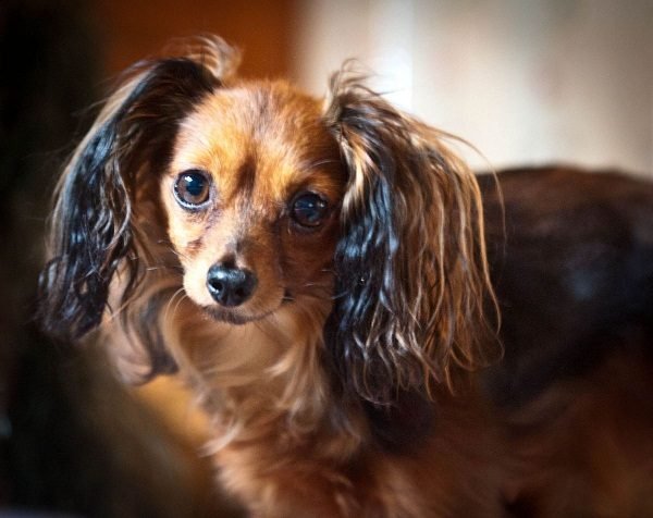 Top 15 Smallest Dog Breeds Russian toy 05 one of the smallest dog breed | Dogs