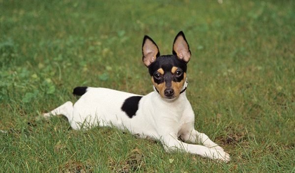Top 15 Smallest Dog Breeds Toy Fox Terrier 01 one of the smallest dog breed | Dogs